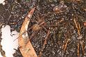 Dolomedes_ZZ624_D7940_Z_88_North Stradbroke island_Australie